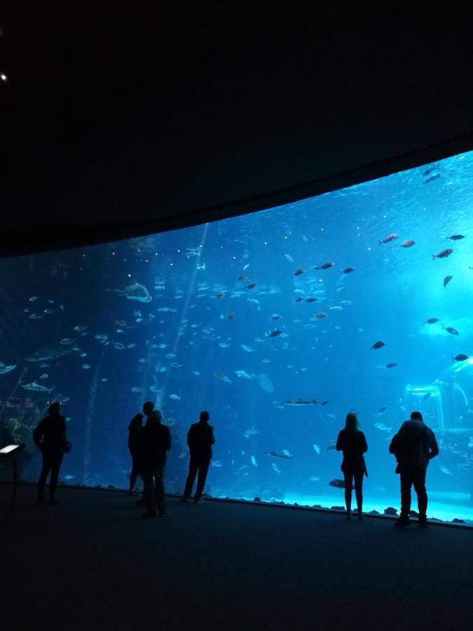 Las Canteras Aquarium Лас-Пальмас-де-Гран-Канарія Екстер'єр фото
