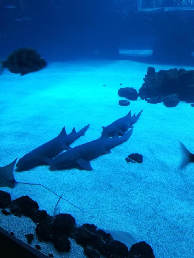 Las Canteras Aquarium Лас-Пальмас-де-Гран-Канарія Екстер'єр фото